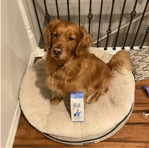 A dog in its bed with a bag of coffee