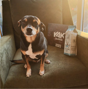 A dog on a chair with a Yak Calendar and one bag of positive vibes coffee