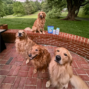 Four golden retrievers sitting outside with three packages of coffee