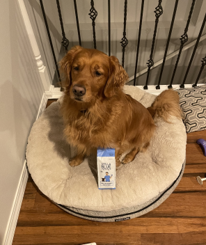 A dog sitting in its bed with a bag of Stella Blue coffee