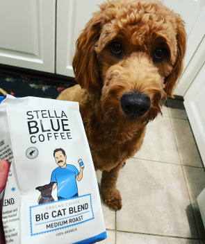 A curly haired dog looking curiously at its owner who is holding a bag of big cat blend