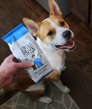A dog smiling at the big cat blend coffee