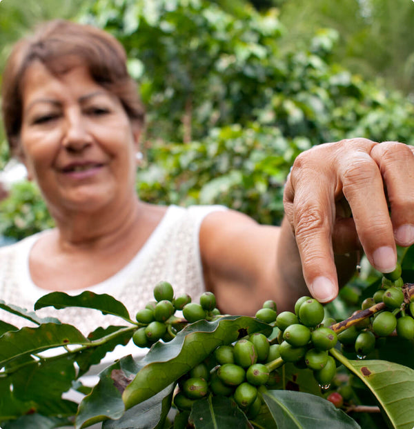 Why do Rainforest alliance certified beans matter?