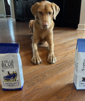 A good boy admiring two bags of Stella Blue Coffee