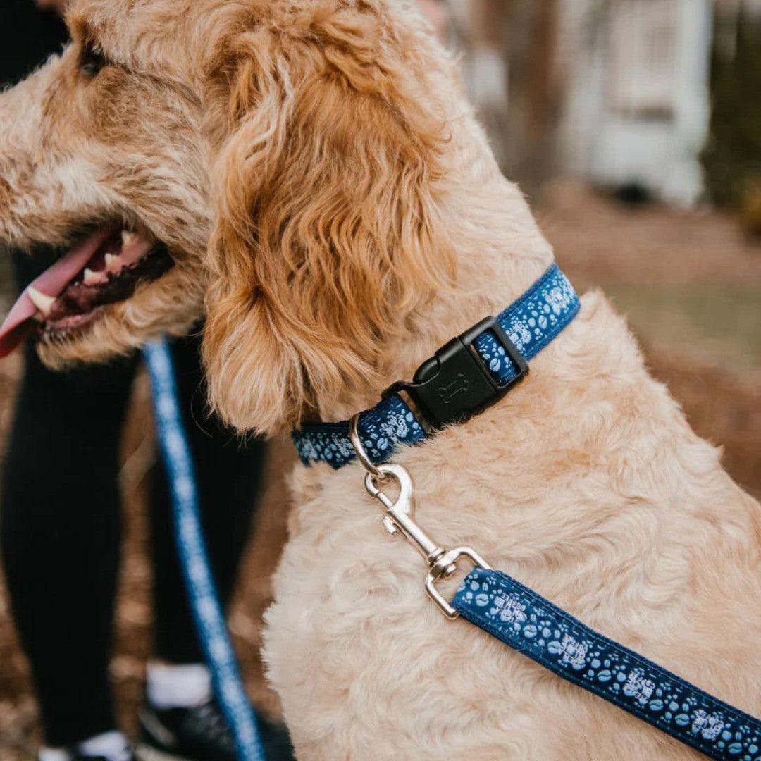 Stella Blue Dog Leash Stella Blue Coffee Merch - Main Image