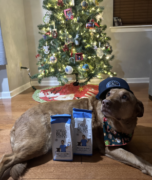 A dog in front of a christmas tree wearing a stella blue hat