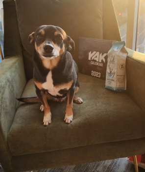 A good boy sitting in a green chair with Stella Blue coffee.